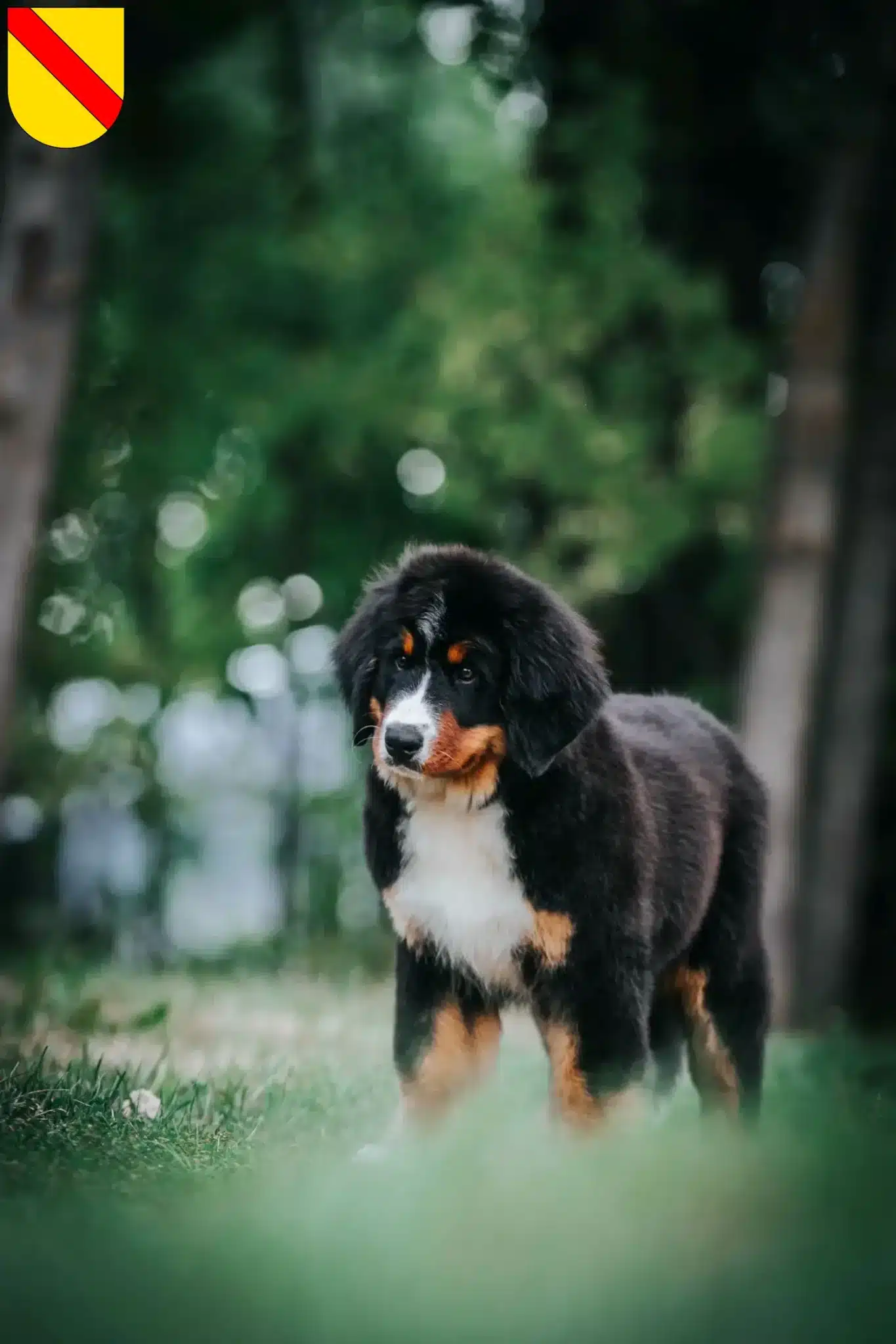 Mehr über den Artikel erfahren Berner Sennenhund Züchter und Welpen in Baden