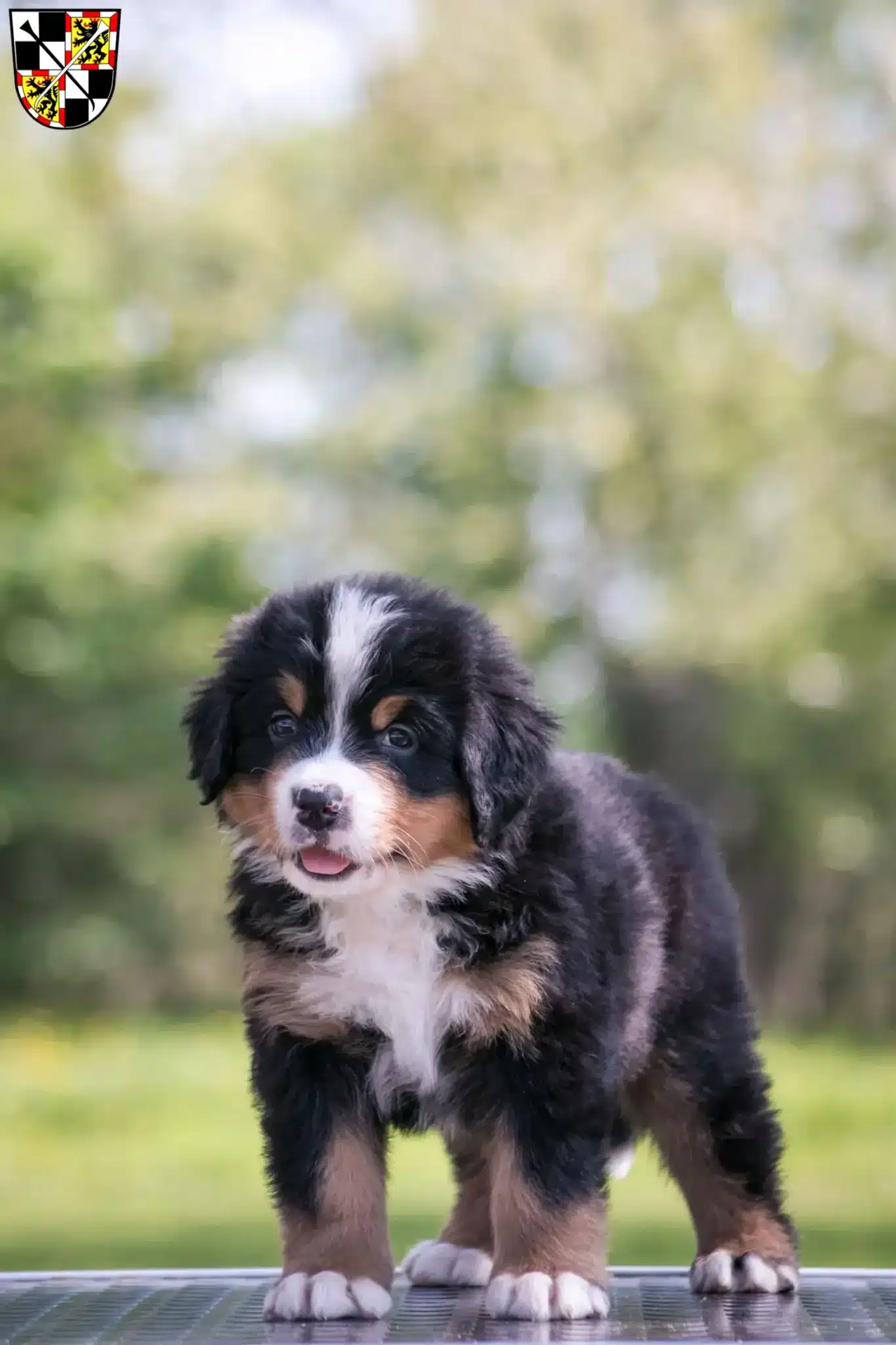 Mehr über den Artikel erfahren Berner Sennenhund Züchter und Welpen in Bayreuth