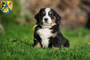 Mehr über den Artikel erfahren Berner Sennenhund Züchter und Welpen in Borna