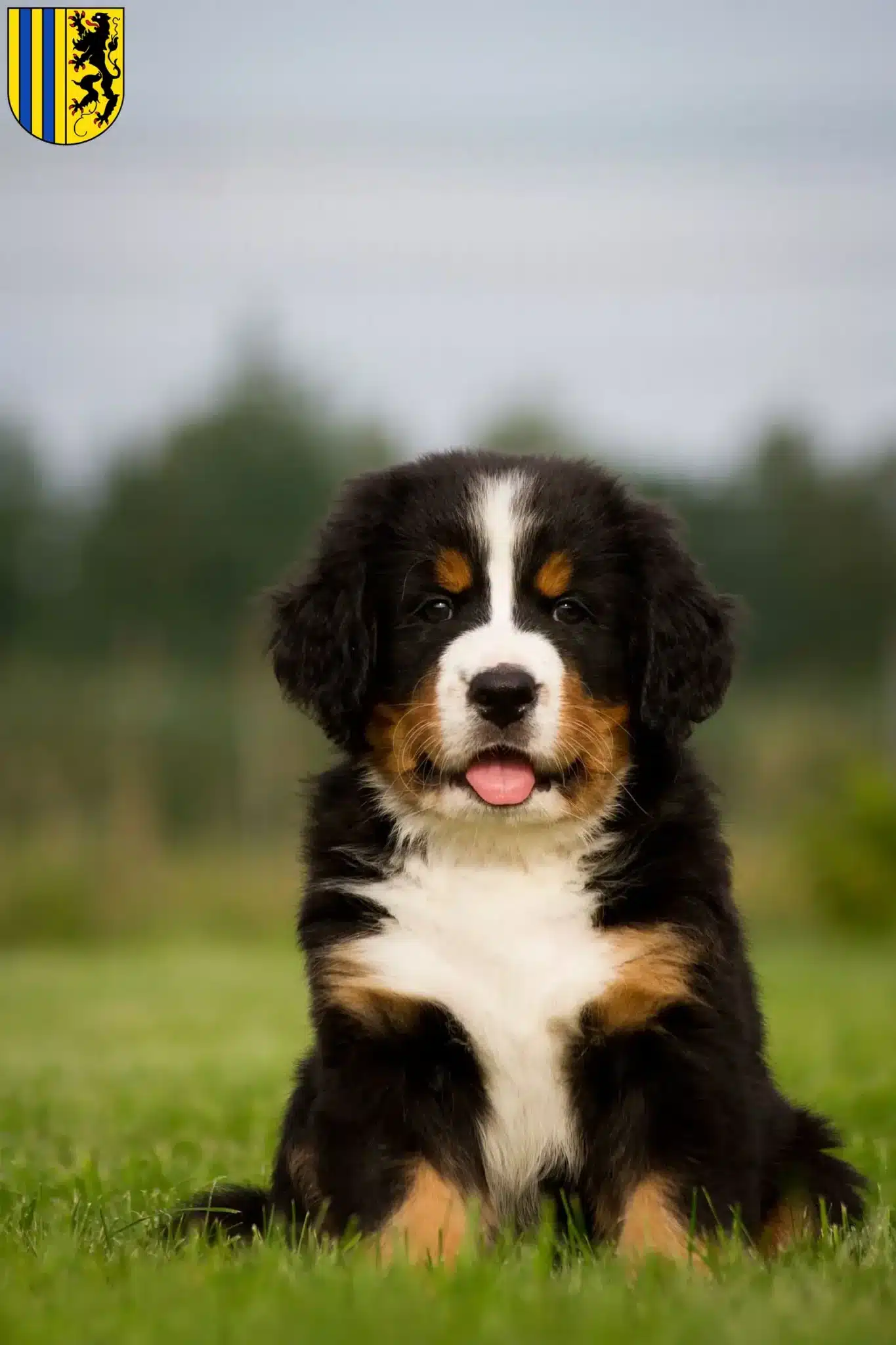 Mehr über den Artikel erfahren Berner Sennenhund Züchter und Welpen in Chemnitz