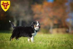 Mehr über den Artikel erfahren Berner Sennenhund Züchter und Welpen in Coesfeld