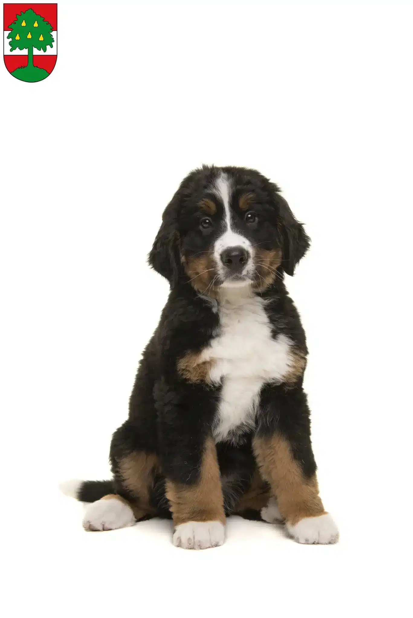 Mehr über den Artikel erfahren Berner Sennenhund Züchter und Welpen in Dornbirn