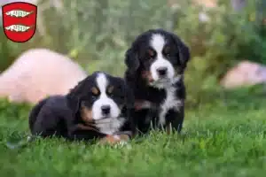 Mehr über den Artikel erfahren Berner Sennenhund Züchter und Welpen in Forchheim