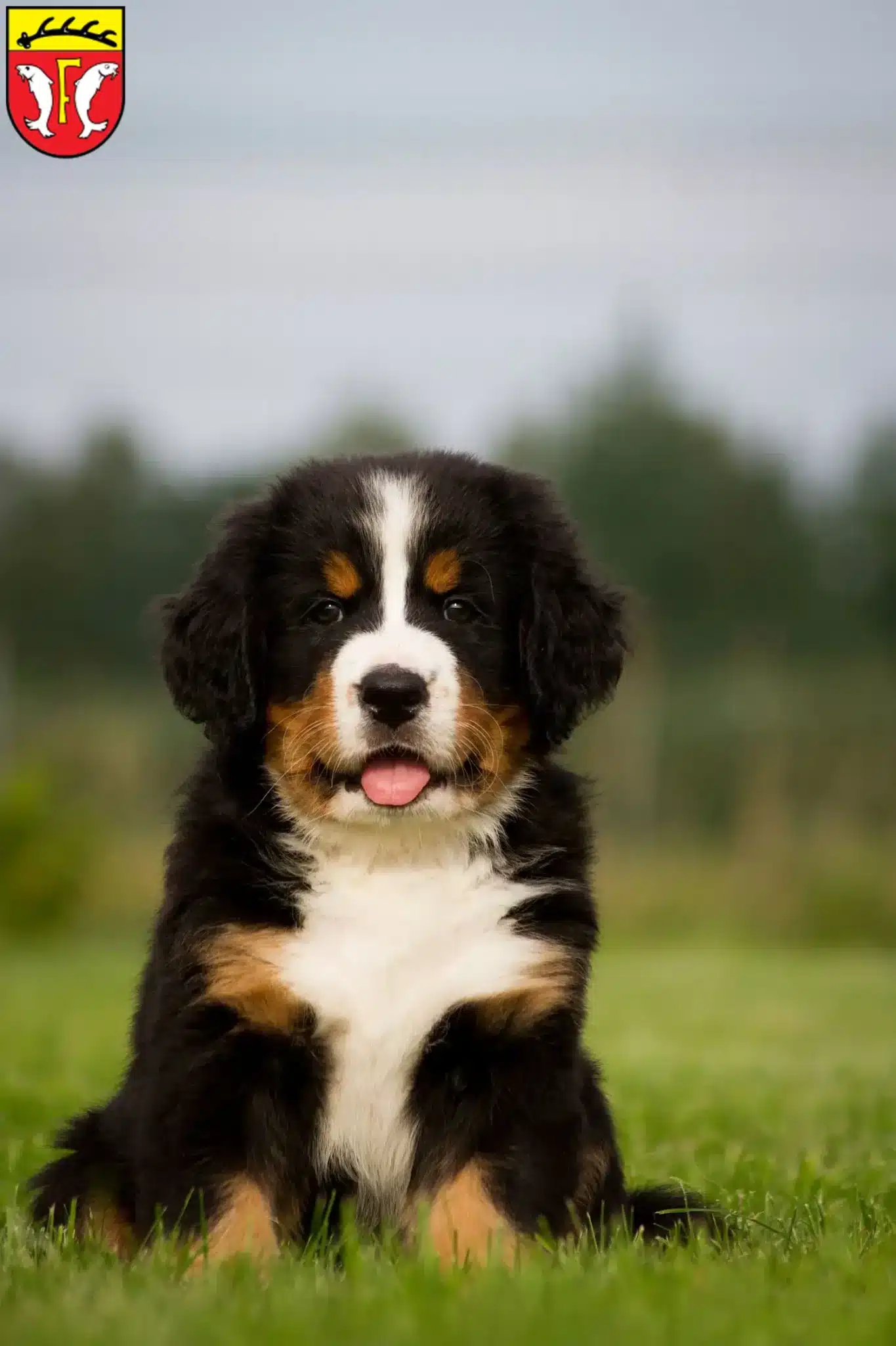 Mehr über den Artikel erfahren Berner Sennenhund Züchter und Welpen in Freudenstadt