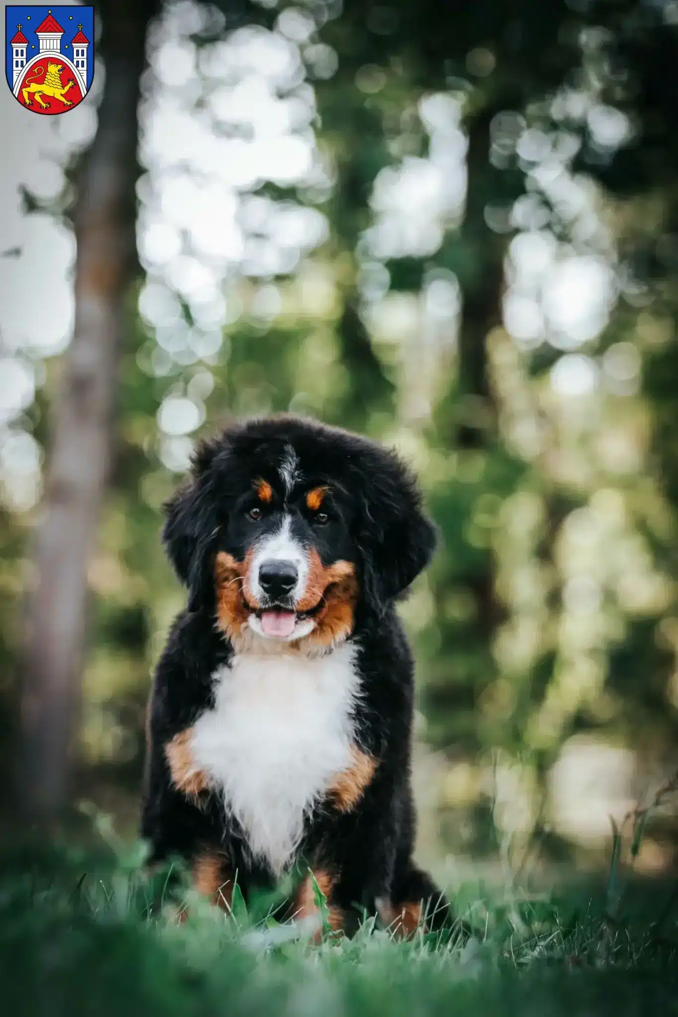 Mehr über den Artikel erfahren Berner Sennenhund Züchter und Welpen in Göttingen