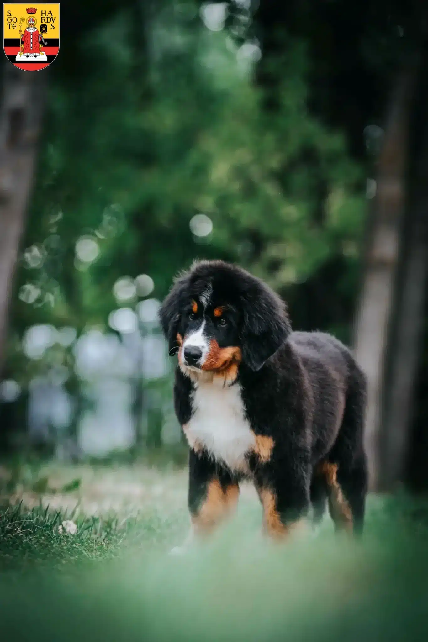 Mehr über den Artikel erfahren Berner Sennenhund Züchter und Welpen in Gotha