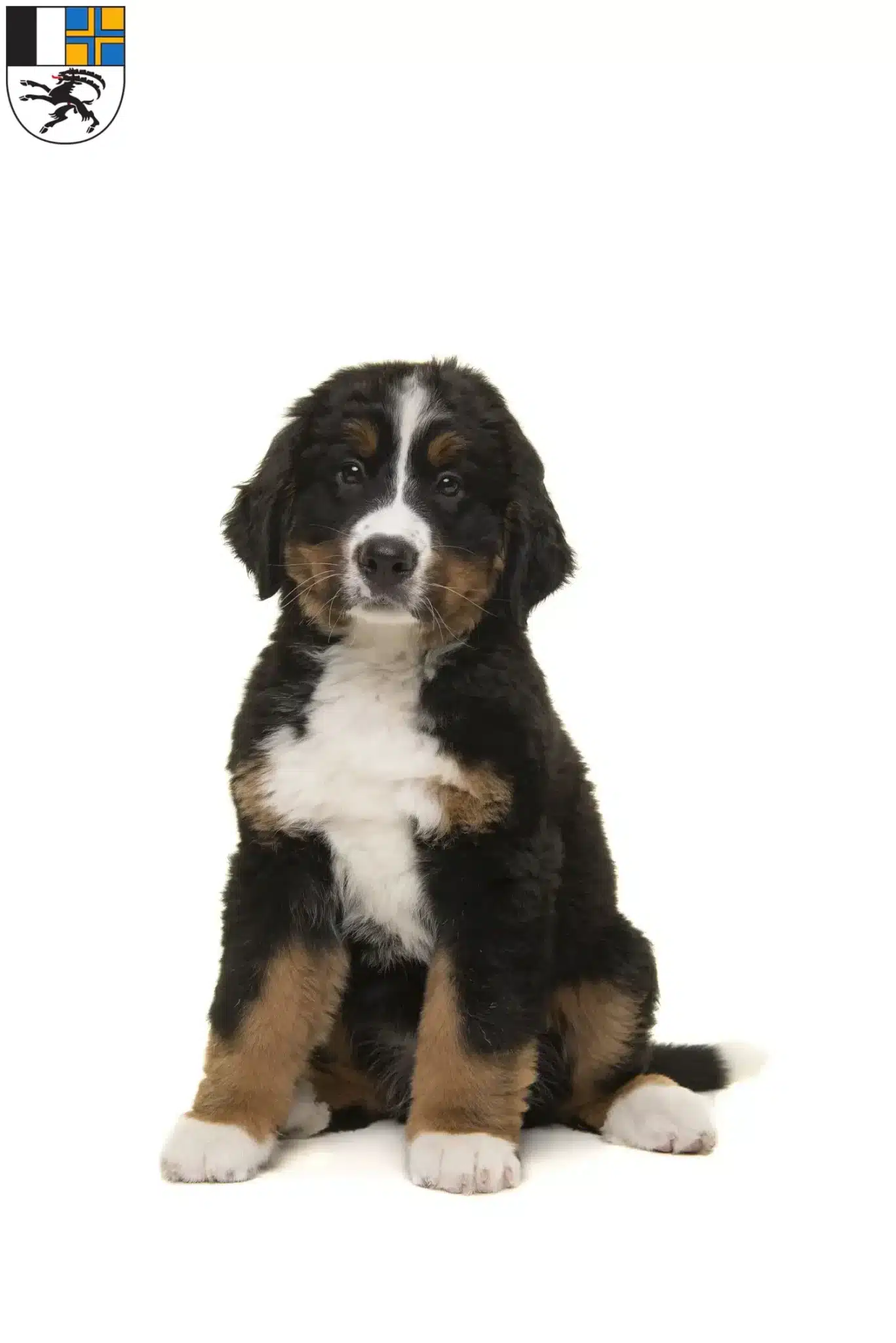 Mehr über den Artikel erfahren Berner Sennenhund Züchter und Welpen in Graubünden