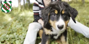 Mehr über den Artikel erfahren Berner Sennenhund Züchter und Welpen in Gütersloh
