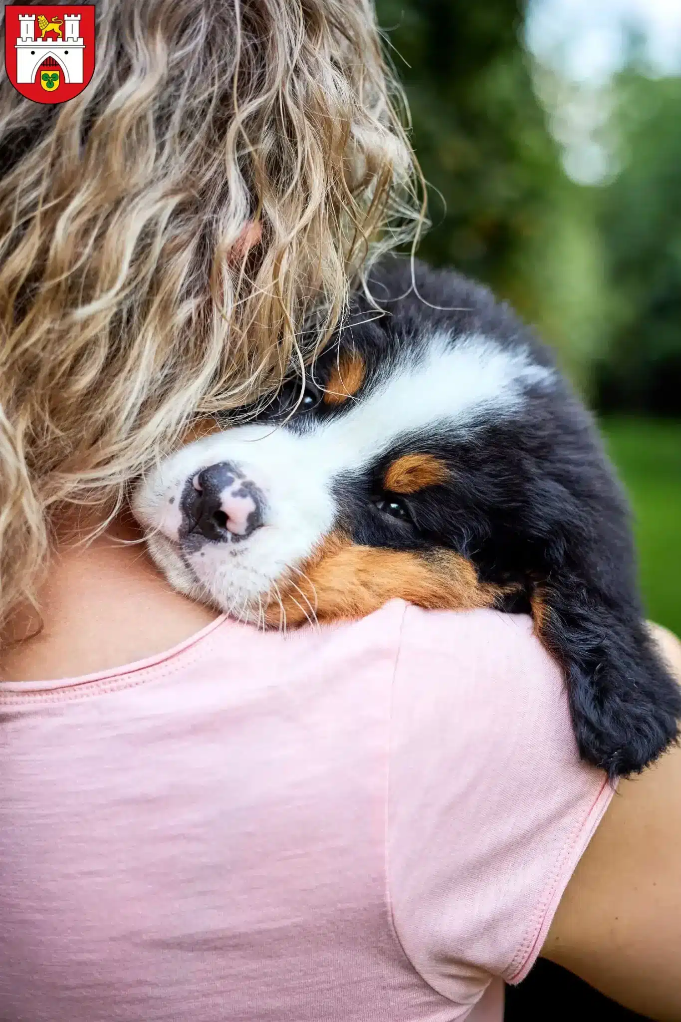 Mehr über den Artikel erfahren Berner Sennenhund Züchter und Welpen in Hannover