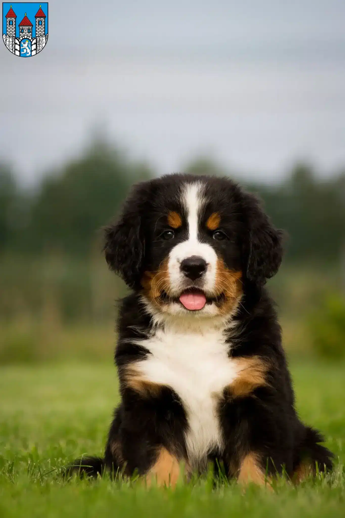 Mehr über den Artikel erfahren Berner Sennenhund Züchter und Welpen in Holzminden