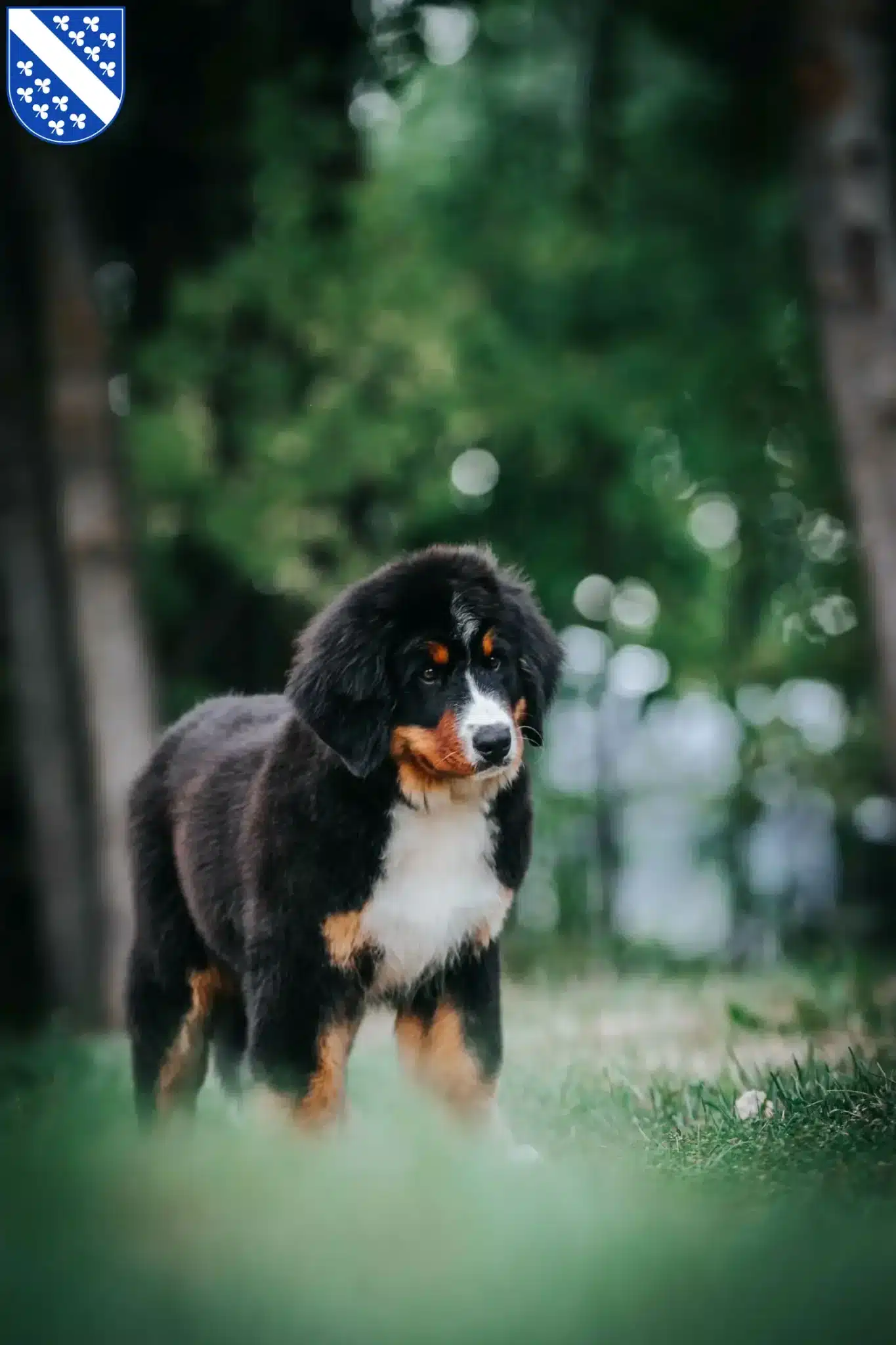 Mehr über den Artikel erfahren Berner Sennenhund Züchter und Welpen in Kassel