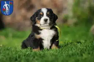 Mehr über den Artikel erfahren Berner Sennenhund Züchter und Welpen in Lauterbach (Hessen)