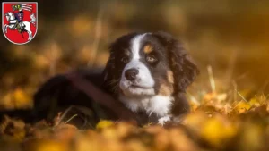 Mehr über den Artikel erfahren Berner Sennenhund Züchter und Welpen in Marburg