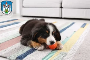 Mehr über den Artikel erfahren Berner Sennenhund Züchter und Welpen in Meiningen