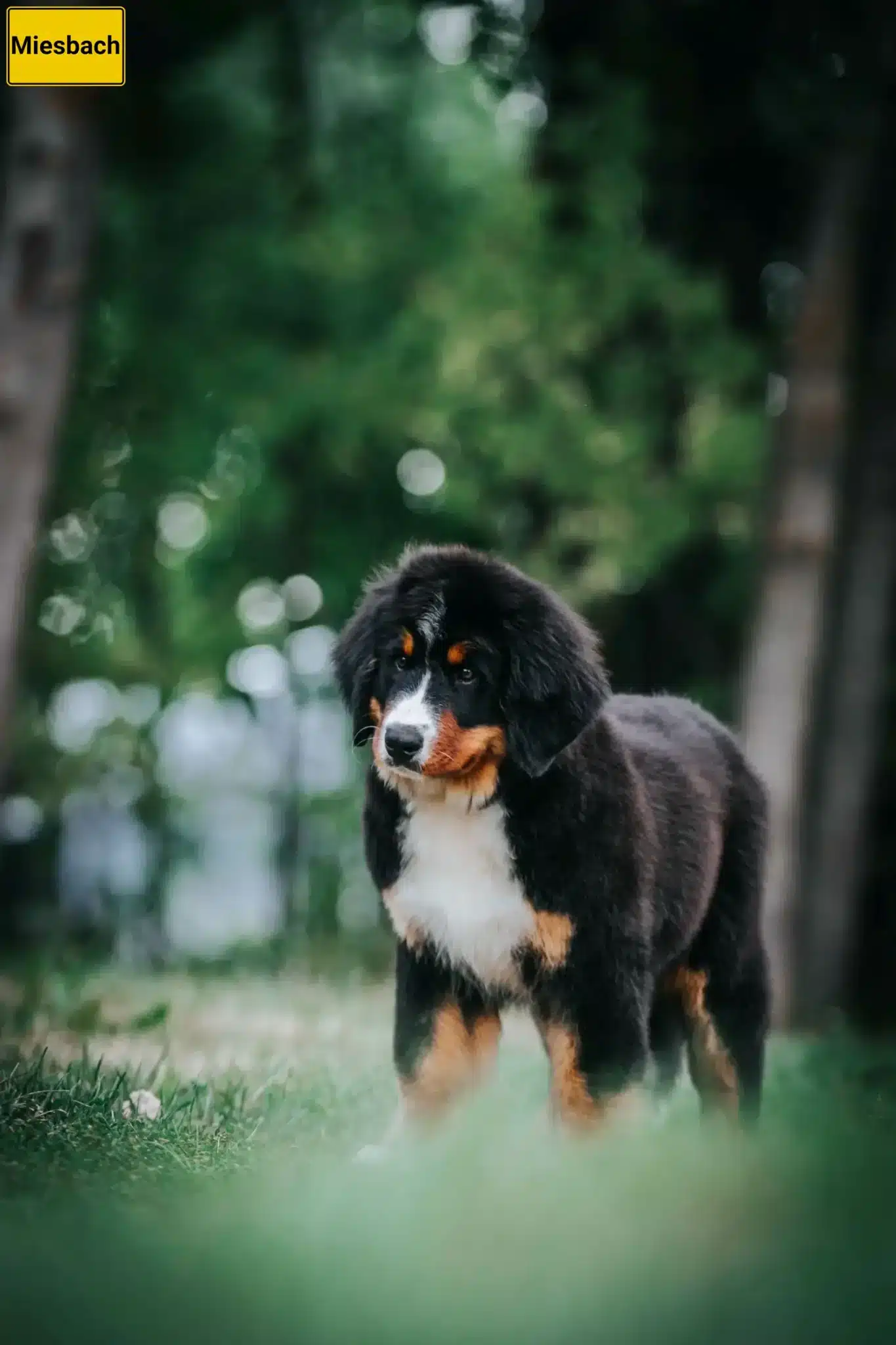 Mehr über den Artikel erfahren Berner Sennenhund Züchter und Welpen in Miesbach