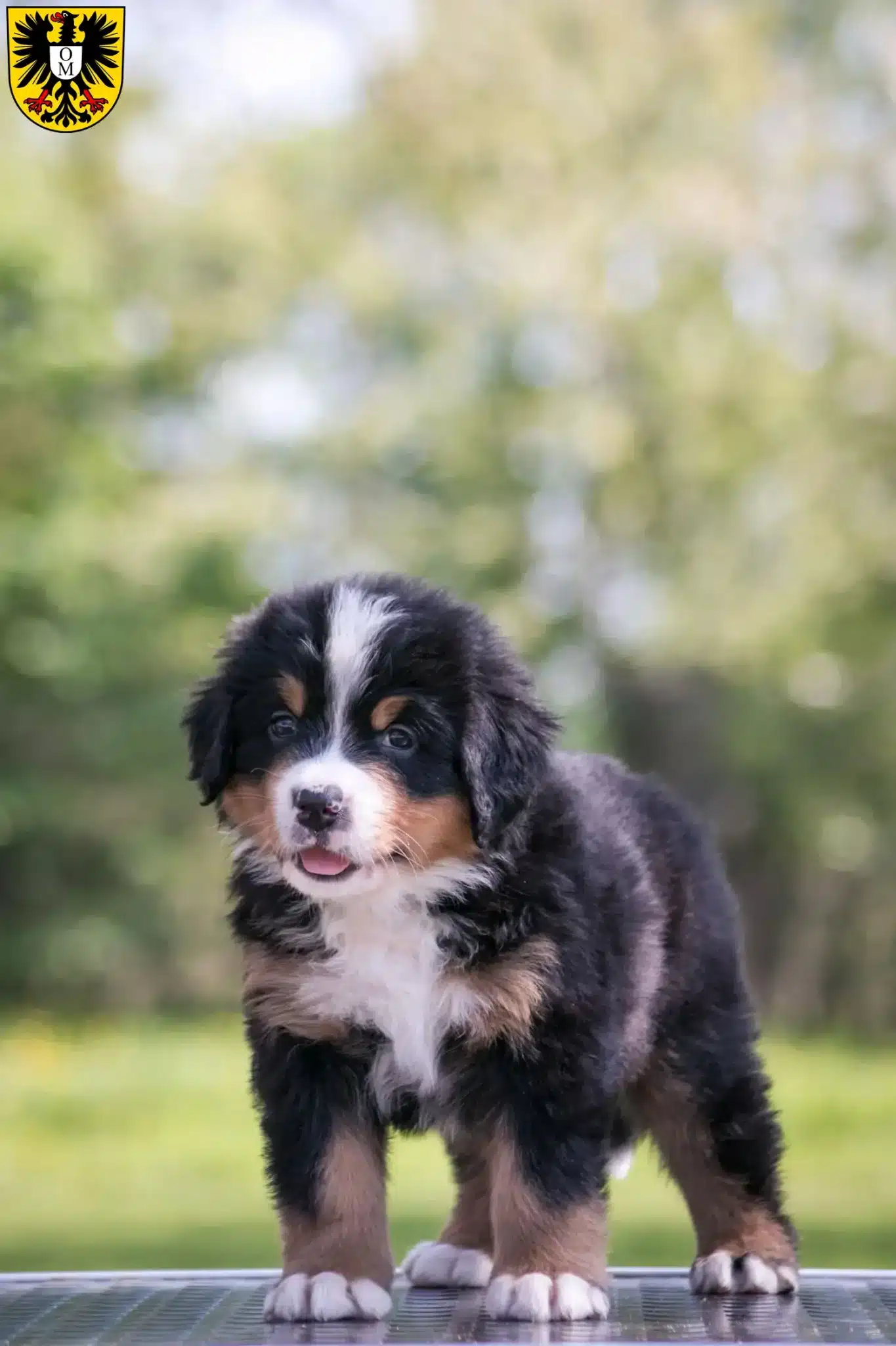 Mehr über den Artikel erfahren Berner Sennenhund Züchter und Welpen in Mosbach