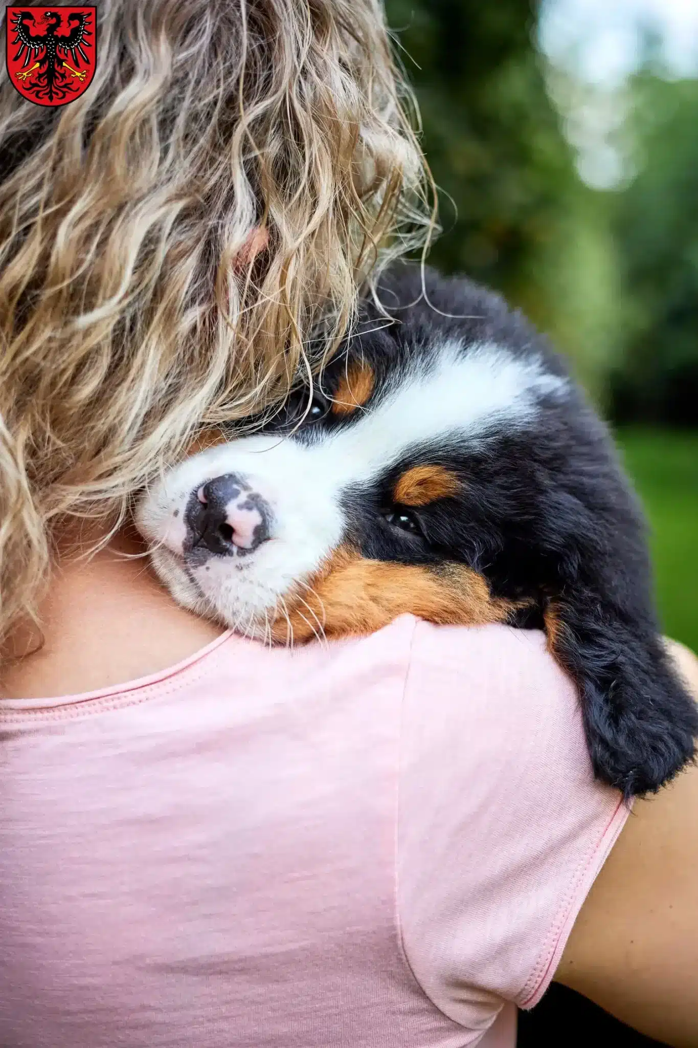 Mehr über den Artikel erfahren Berner Sennenhund Züchter und Welpen in Neumarkt in der Oberpfalz