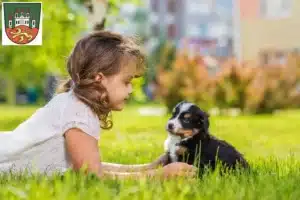 Mehr über den Artikel erfahren Berner Sennenhund Züchter und Welpen in Northeim