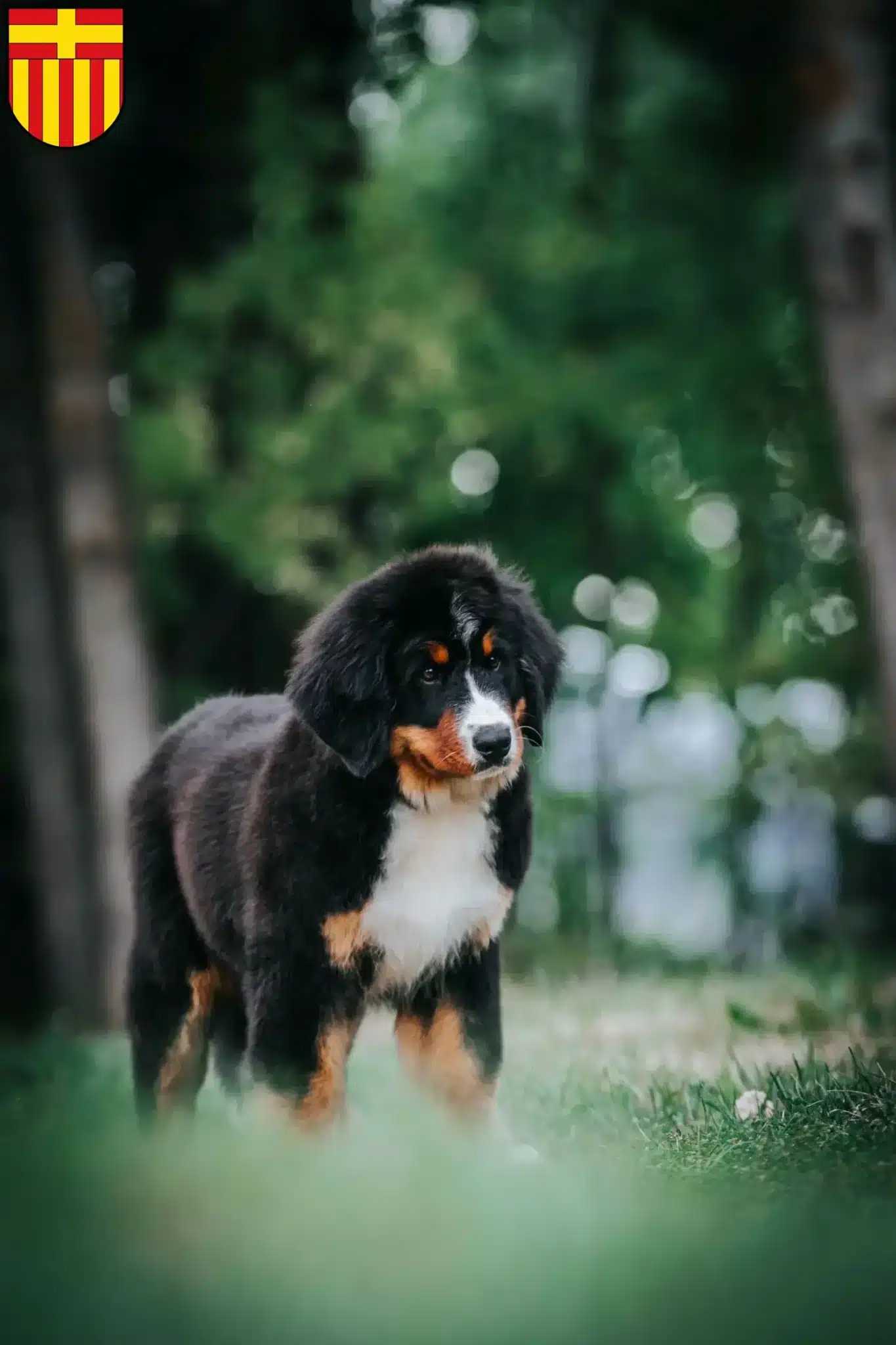 Mehr über den Artikel erfahren Berner Sennenhund Züchter und Welpen in Paderborn