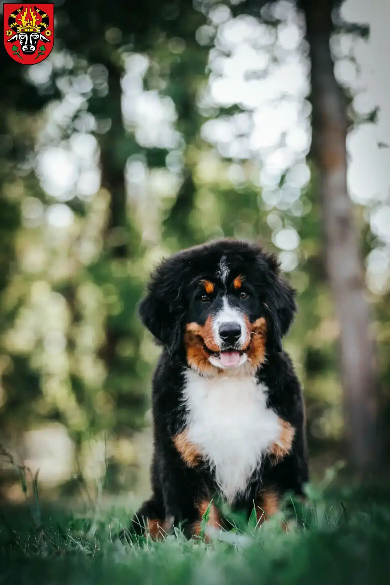 Mehr über den Artikel erfahren Berner Sennenhund Züchter und Welpen in Parchim