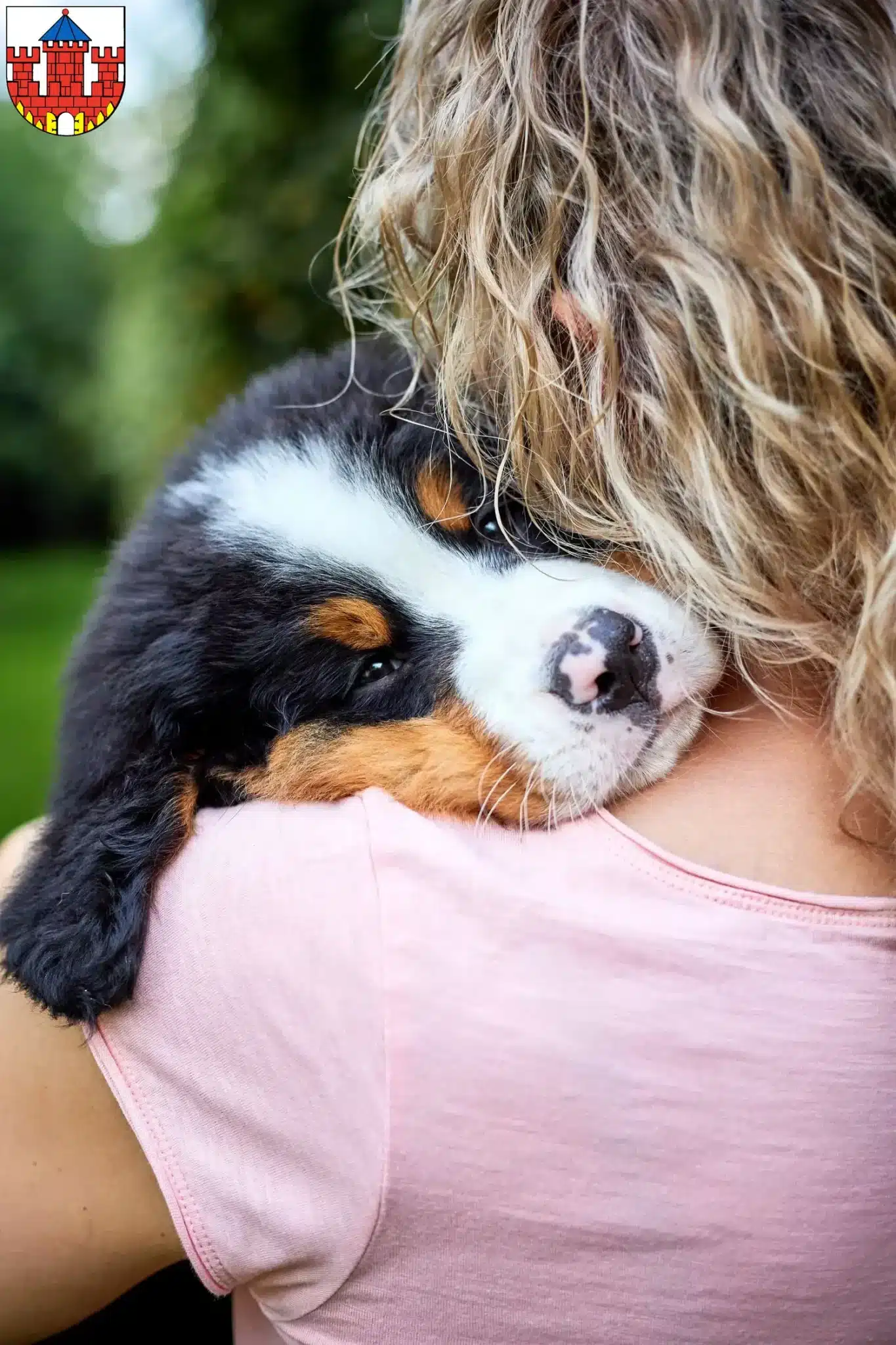 Mehr über den Artikel erfahren Berner Sennenhund Züchter und Welpen in Ratzeburg