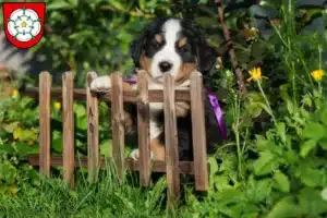 Mehr über den Artikel erfahren Berner Sennenhund Züchter und Welpen in Rosenheim