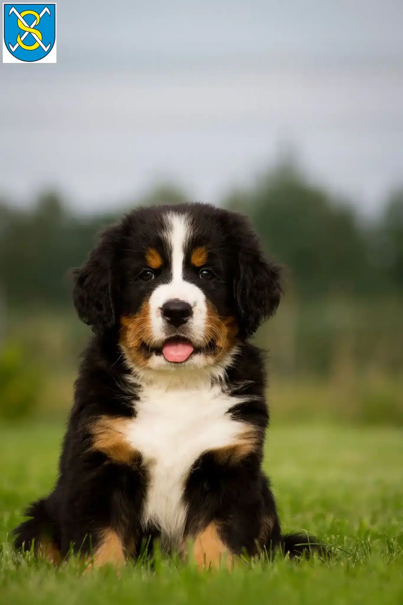 Mehr über den Artikel erfahren Berner Sennenhund Züchter und Welpen in Sangerhausen