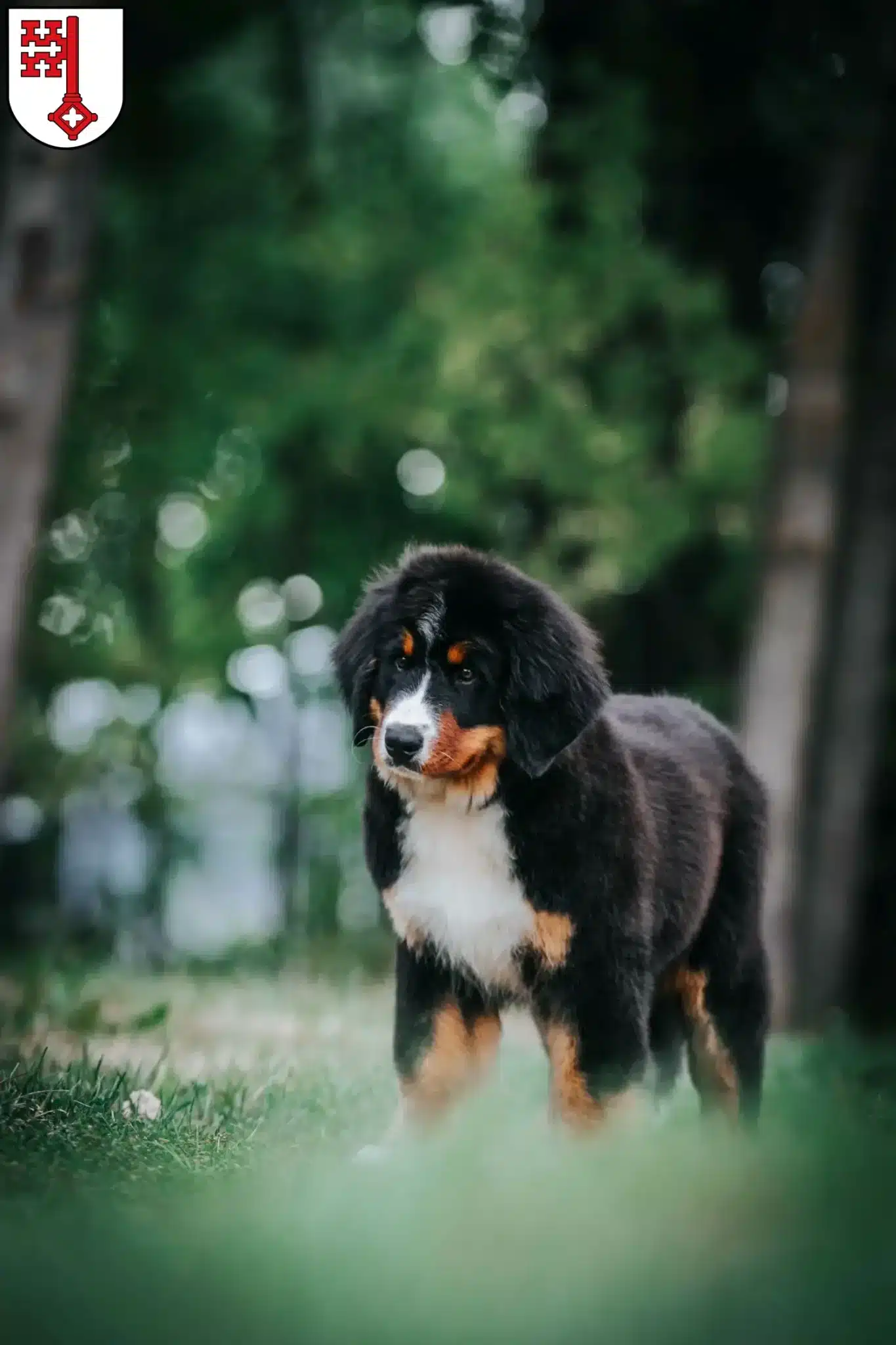 Mehr über den Artikel erfahren Berner Sennenhund Züchter und Welpen in Soest