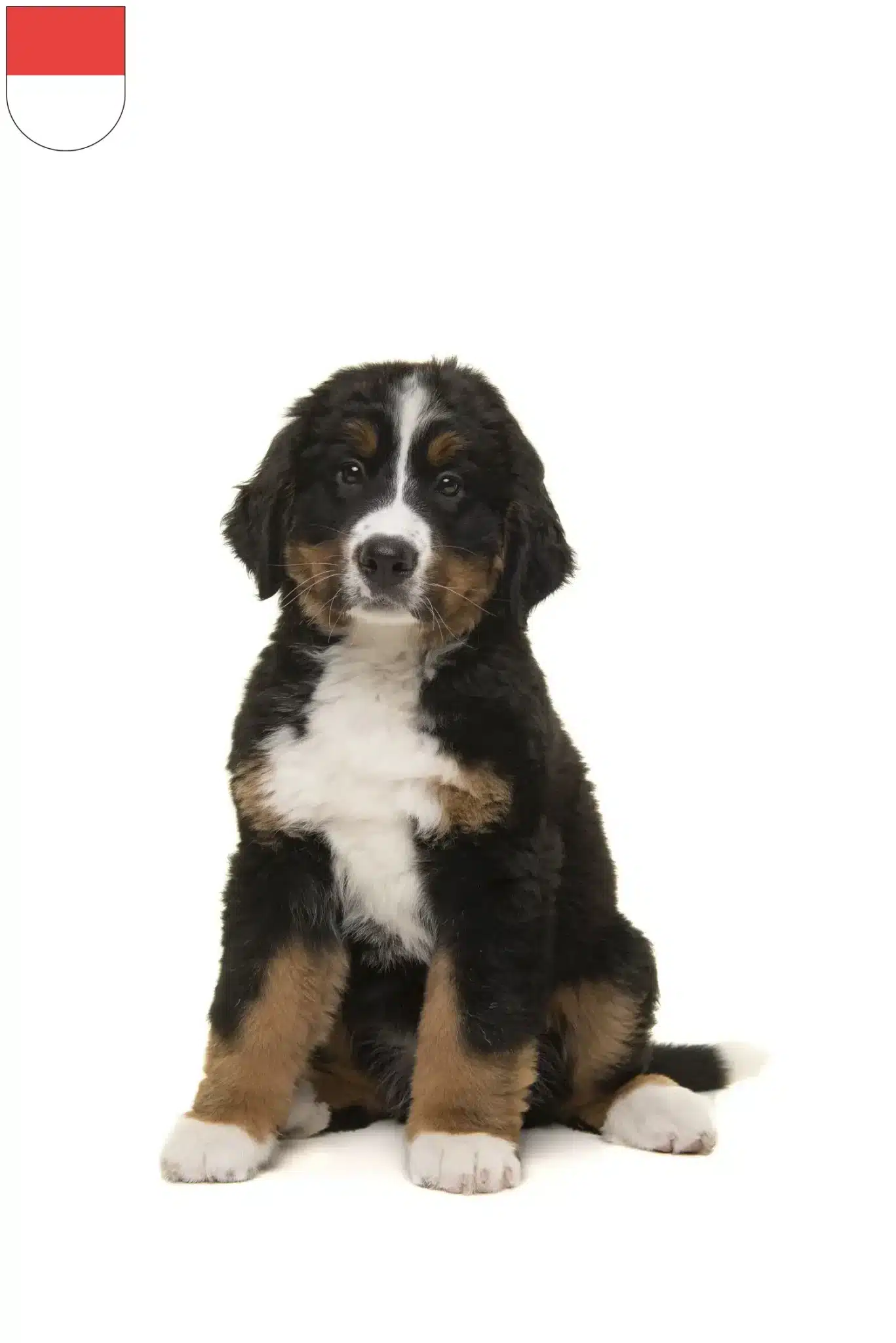 Mehr über den Artikel erfahren Berner Sennenhund Züchter und Welpen in Solothurn