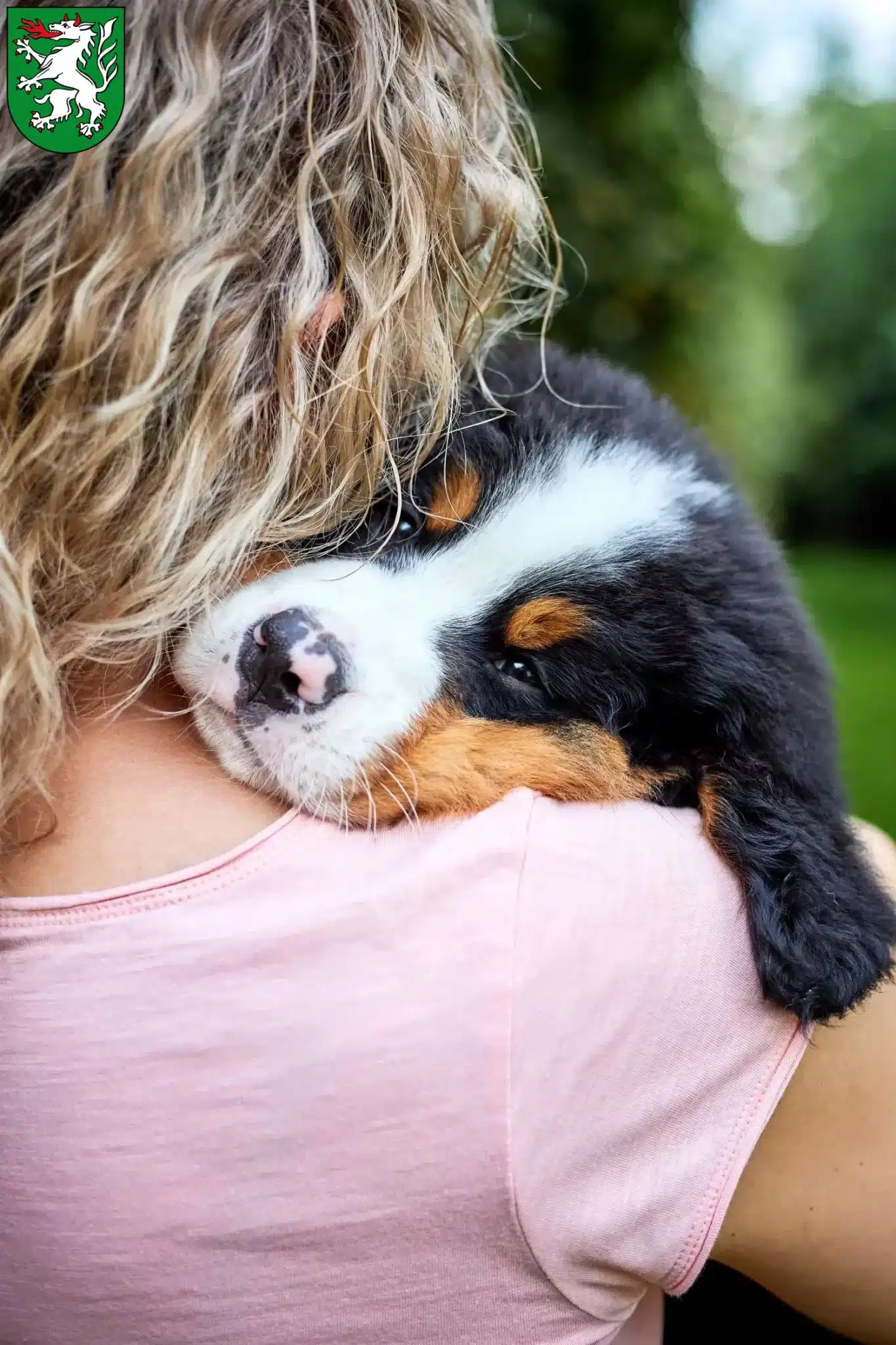 Mehr über den Artikel erfahren Berner Sennenhund Züchter und Welpen in Steyr