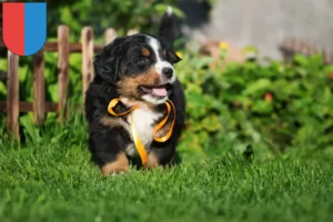 Mehr über den Artikel erfahren Berner Sennenhund Züchter und Welpen im Tessin