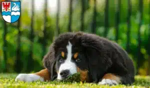 Mehr über den Artikel erfahren Berner Sennenhund Züchter und Welpen in Villingen-Schwenningen