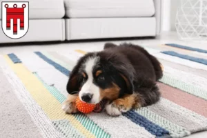 Mehr über den Artikel erfahren Berner Sennenhund Züchter und Welpen in Vorarlberg
