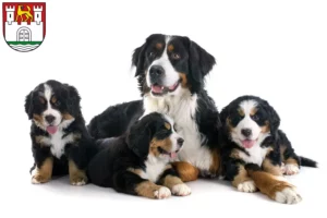 Mehr über den Artikel erfahren Berner Sennenhund Züchter und Welpen in Wolfsburg
