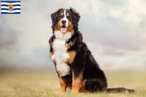 Mehr über den Artikel erfahren Berner Sennenhund Züchter und Welpen in Zeeland