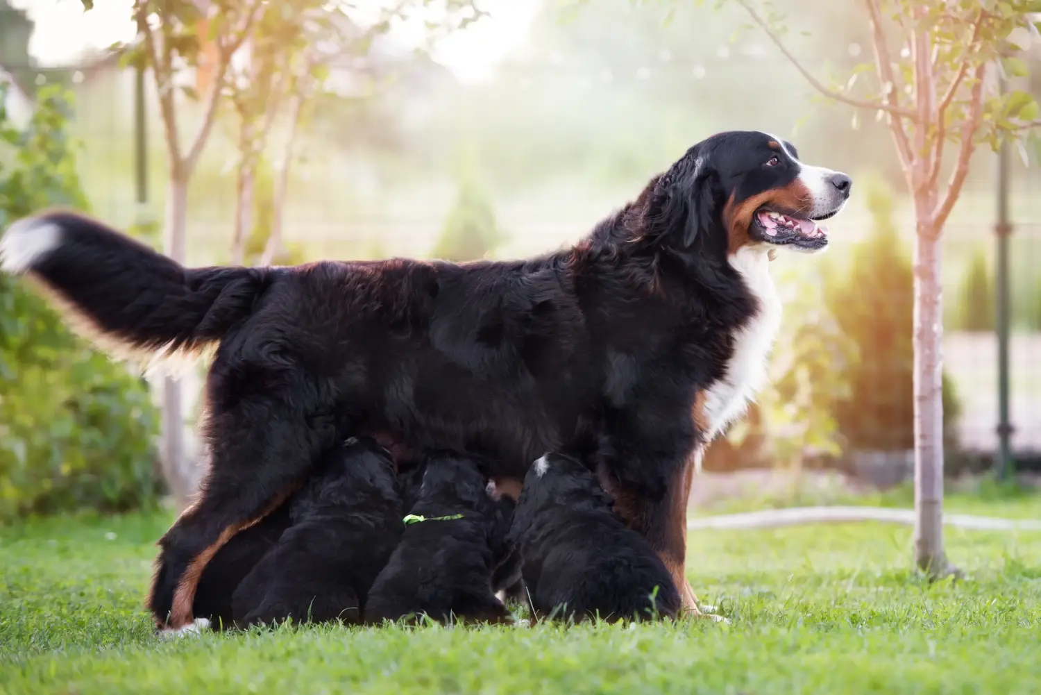 Einen Berner Sennenhund Welpen zu kaufen, bedeutet Verantwortung zu übernehmen! Berner Sennenhund Welpen kaufen.