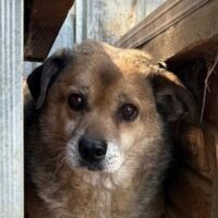 🆘 Für den kleinen, verzweifelten GORAN hat sich nichts getan. Zuhause o. Pflegestelle gesucht🆘