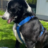 TARZAN - 3 Jahre - hunde- und katzenverträglich - für Senioren geeignet (mit Video)