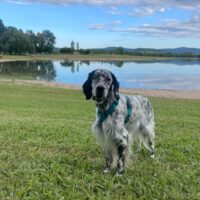 Setter Hündin (blue belton) einäugig, sehr verschmust, lieb, gehorsam, stubenrein