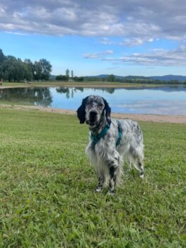 Setter Hündin (blue belton) einäugig, sehr verschmust, lieb, gehorsam, stubenrein