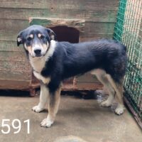 MAILO ❗️🆘Lebensretter gesucht🆘❗️(mit VIDEO)