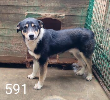 MAILO ❗️🆘Lebensretter gesucht🆘❗️(mit VIDEO)
