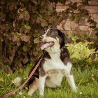 FREYA - Berner-Sennenhund(Mix) - kennt Katzen