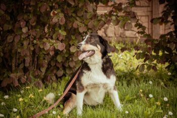 FREYA - Berner-Sennenhund(Mix) - kennt Katzen