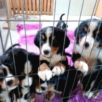 Traumhafte "reinrassige" Berner-Sennenhund Welpen