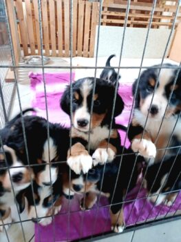 Traumhafte "reinrassige" Berner-Sennenhund Welpen