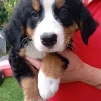 Traumhafte reinrassige Berner-Sennenhund Welpen