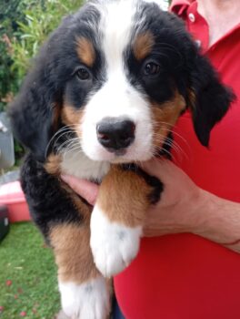 Traumhafte reinrassige Berner-Sennenhund Welpen
