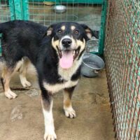 MAILO ❗️🆘Lebensretter gesucht🆘❗️(mit VIDEO)