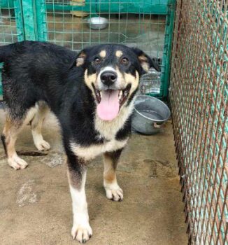 MAILO ❗️🆘Lebensretter gesucht🆘❗️(mit VIDEO)